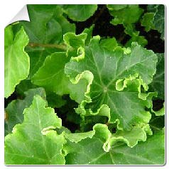 Hedera h. 'Parsley Crested'
